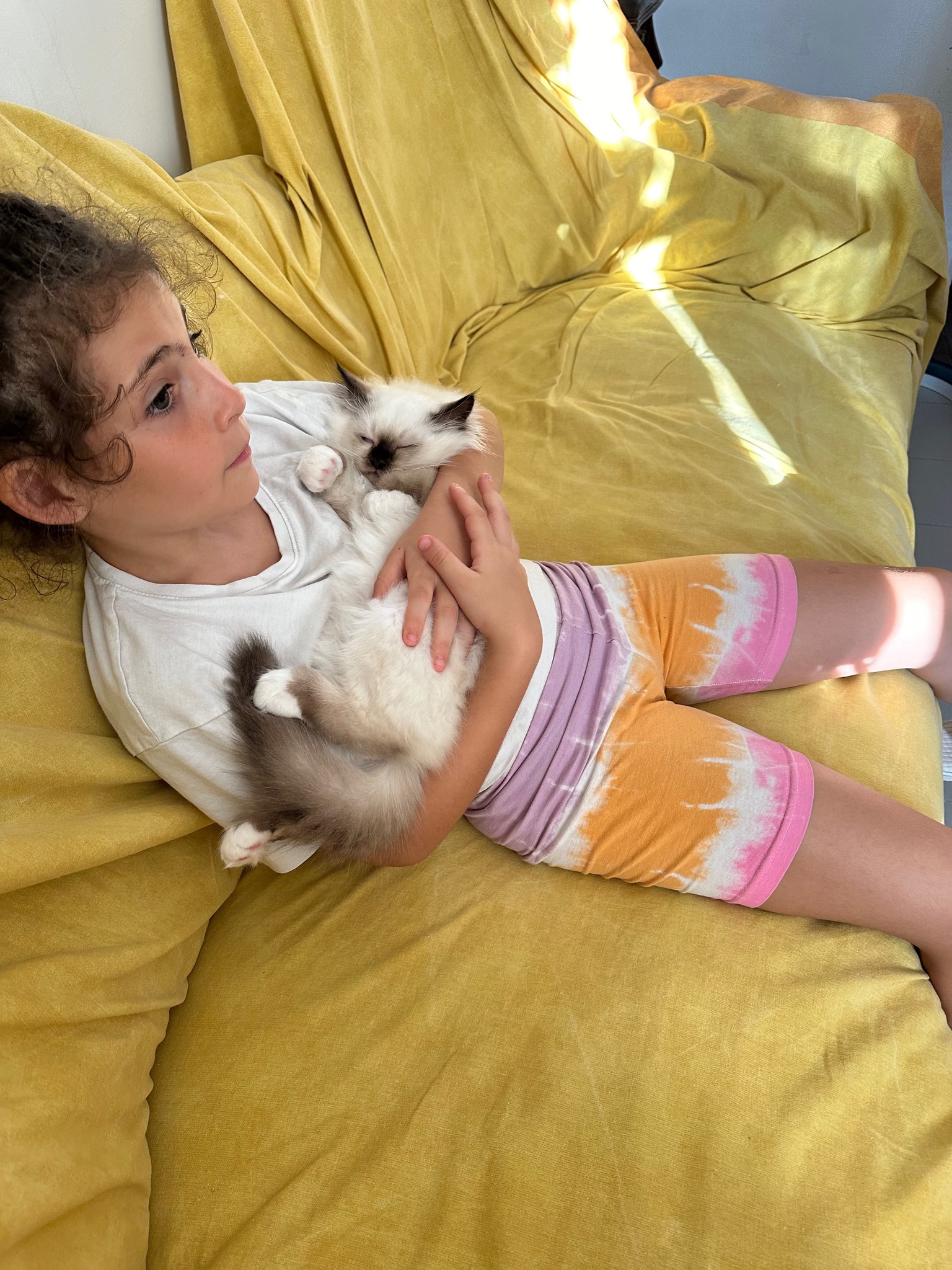 allevamento gatto sacro di birmania Napoli