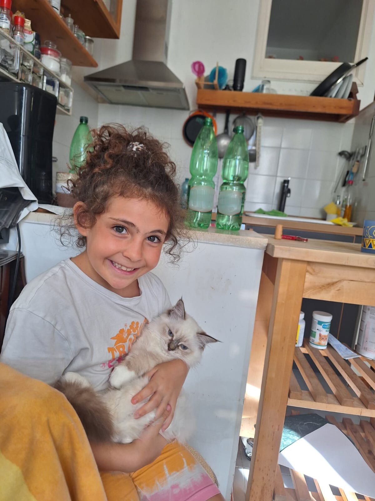 allevamento gatto sacro di birmania Napoli