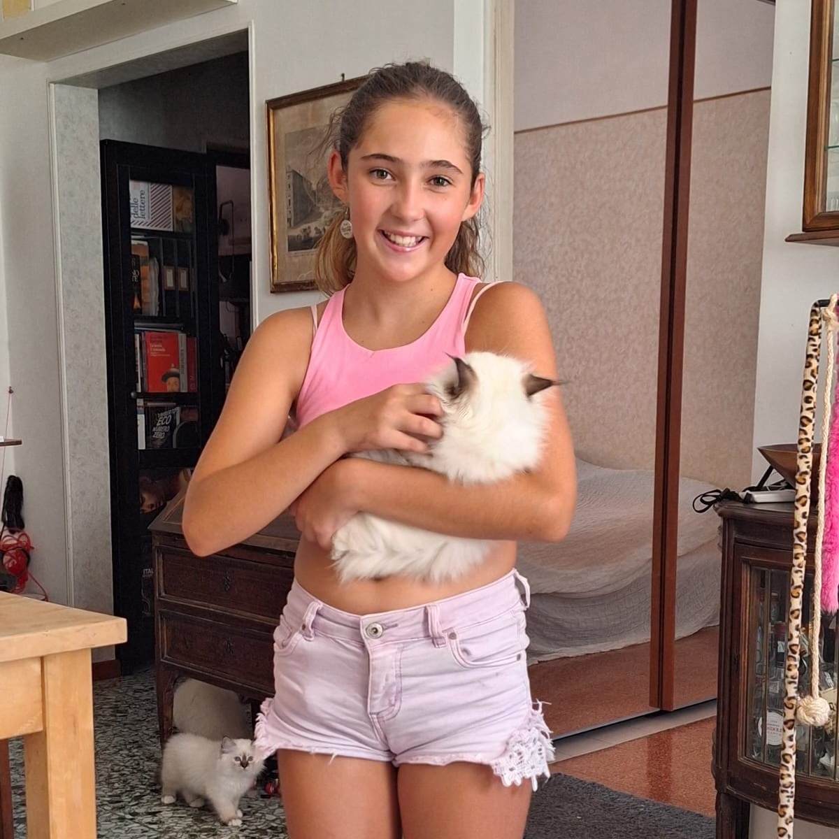 allevamento gatto sacro di birmania Napoli