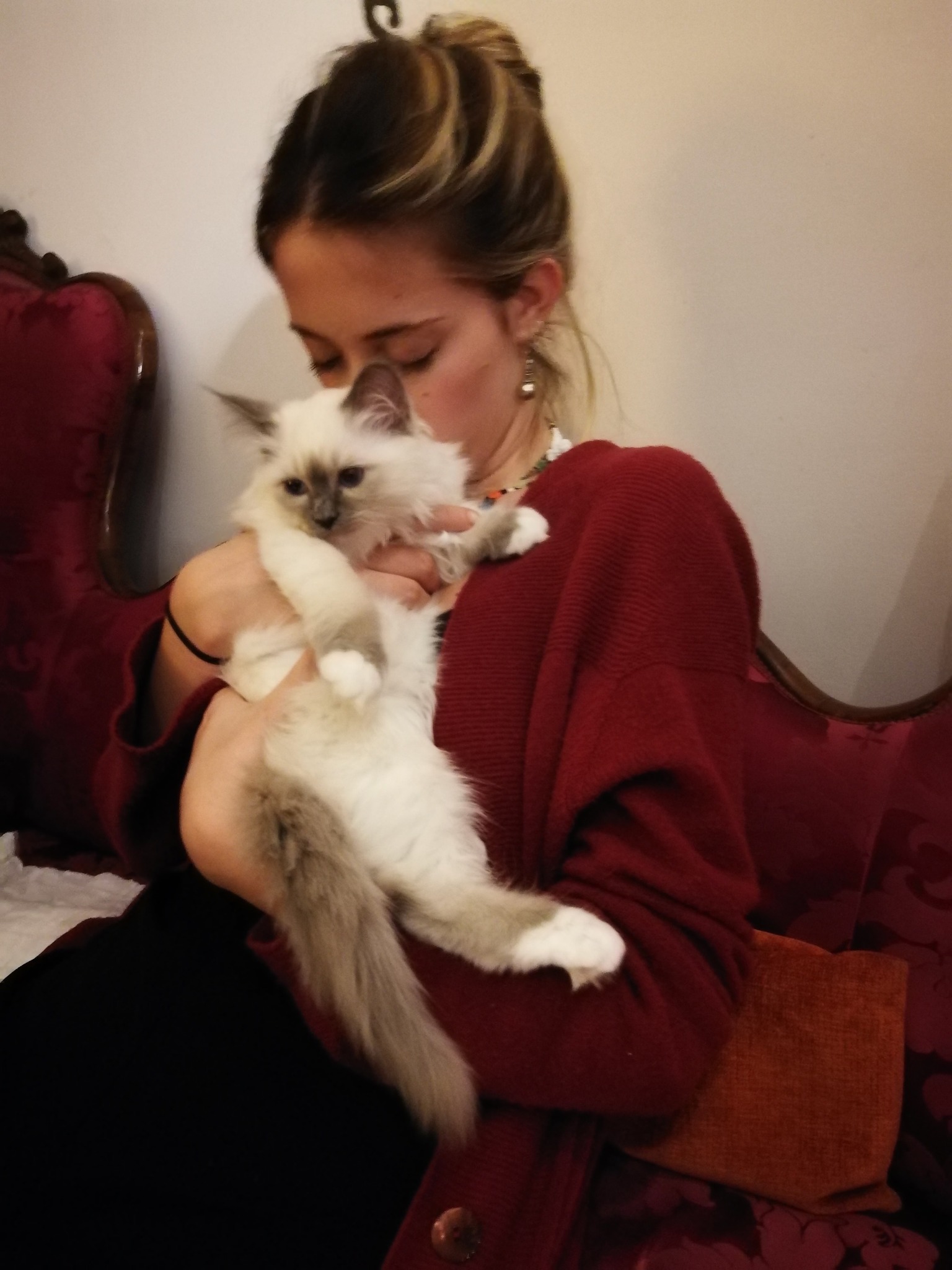 allevamento gatto sacro di birmania Napoli