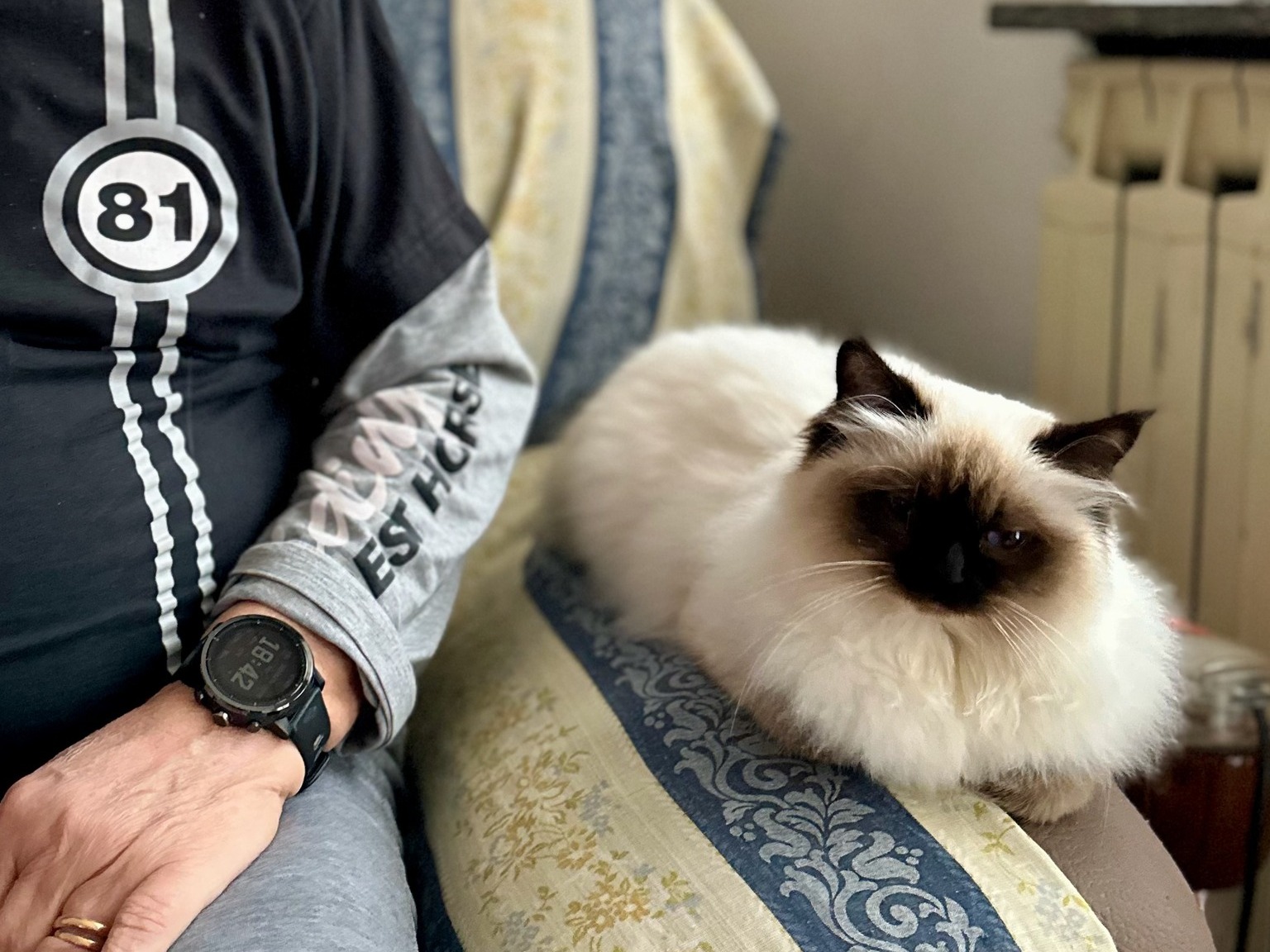 allevamento gatto sacro di birmania Napoli
