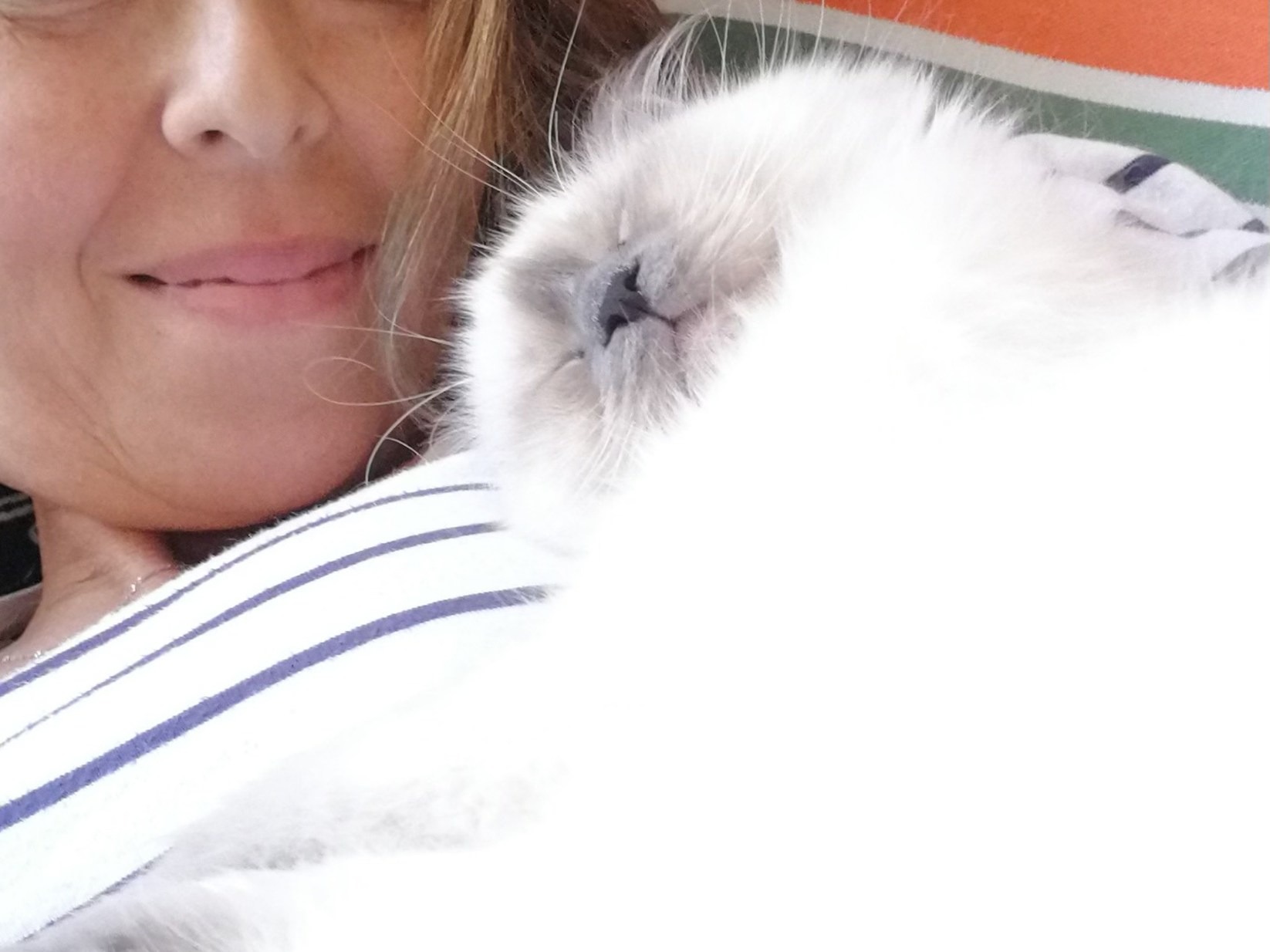 allevamento gatto sacro di birmania Napoli