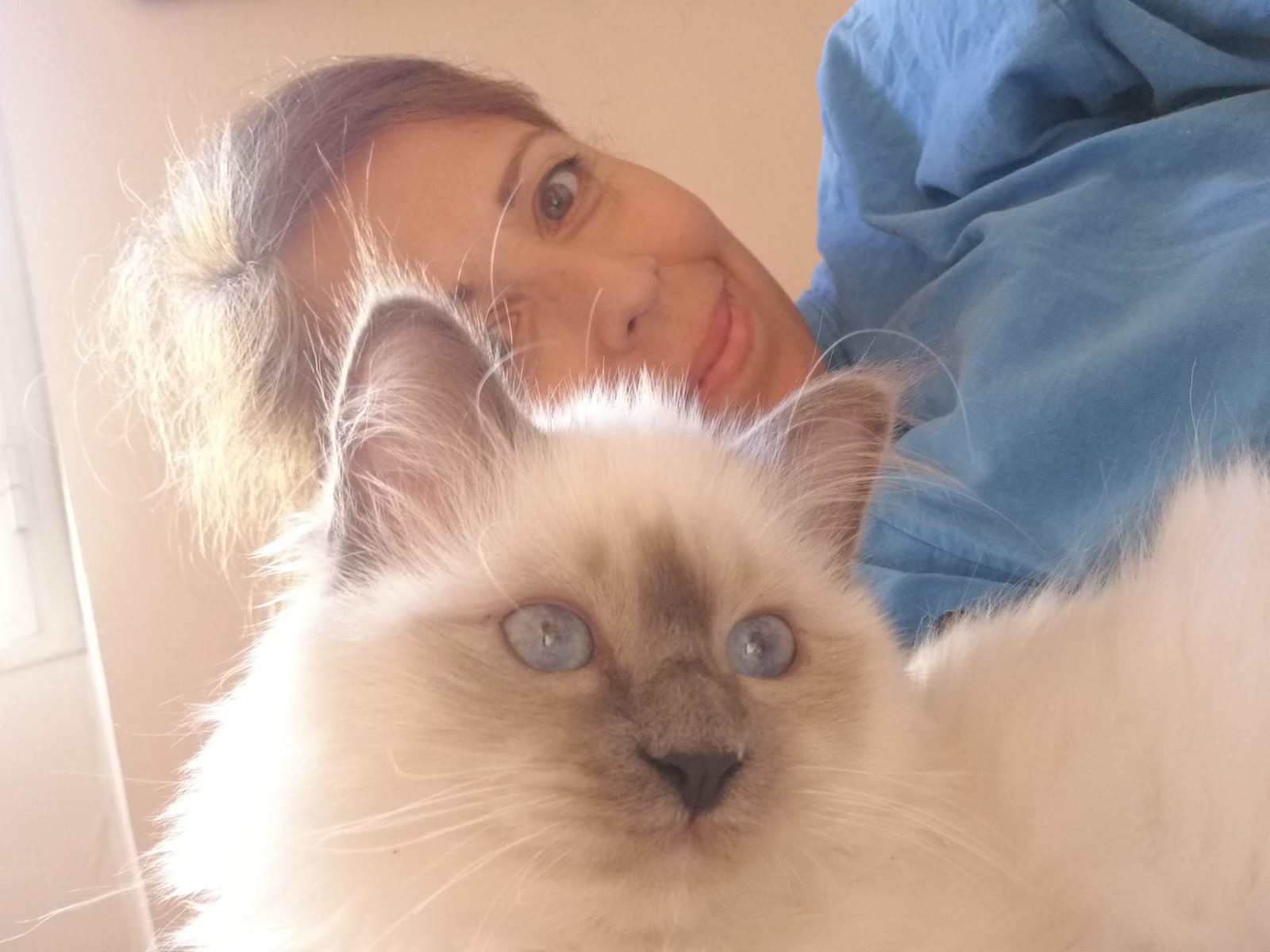 allevamento gatto sacro di birmania Napoli