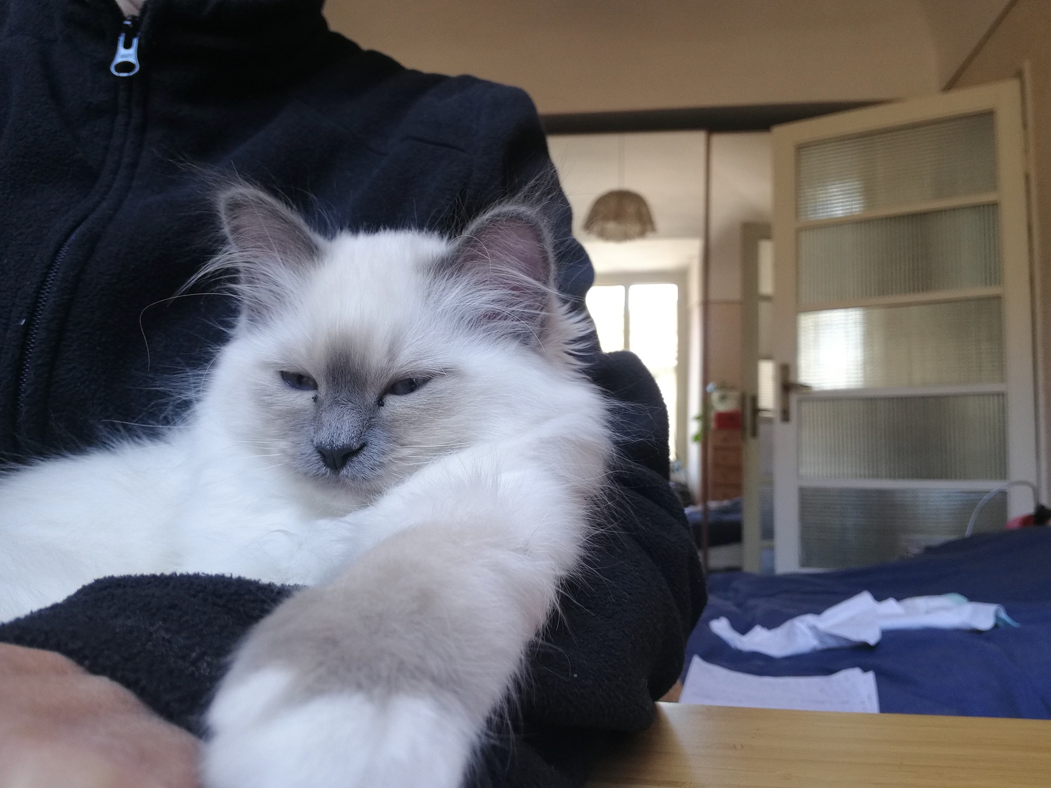 allevamento gatto sacro di birmania Napoli