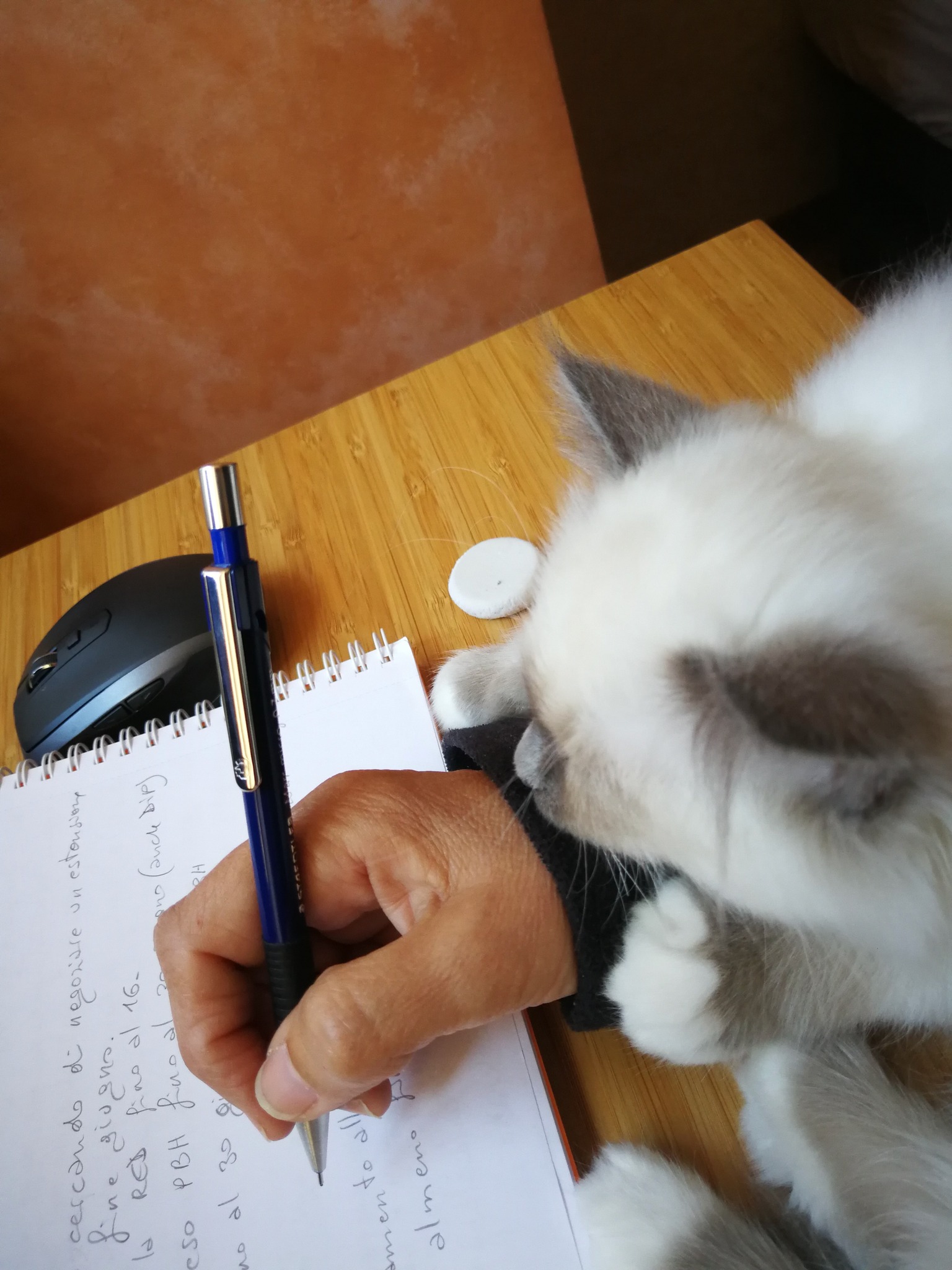 allevamento gatto sacro di birmania Napoli