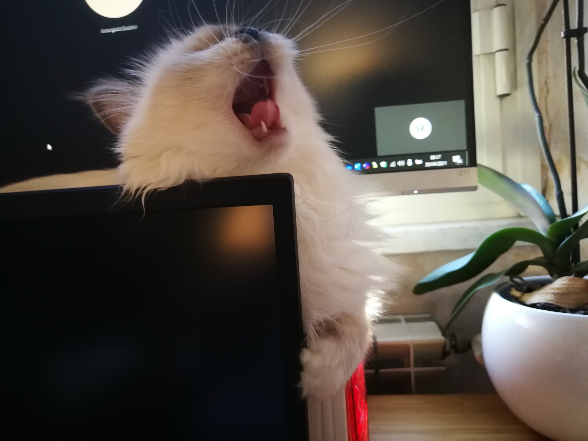 allevamento gatto sacro di birmania Napoli