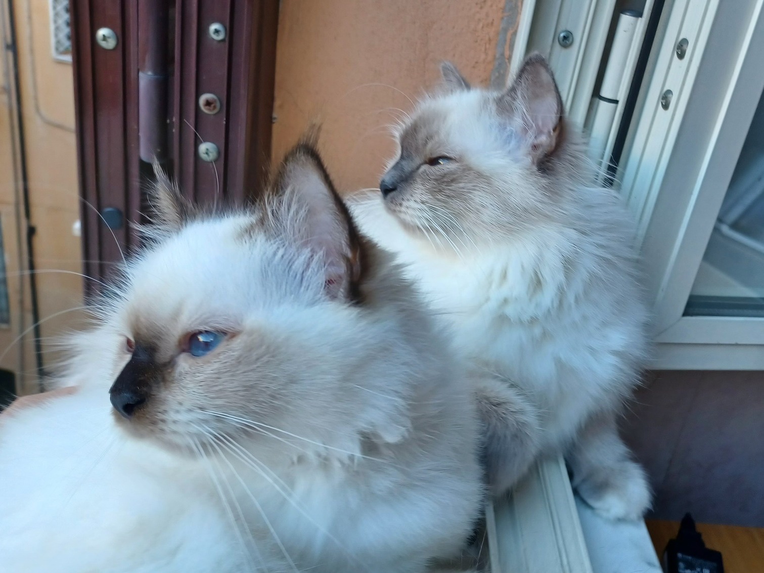 allevamento gatto sacro di birmania Napoli