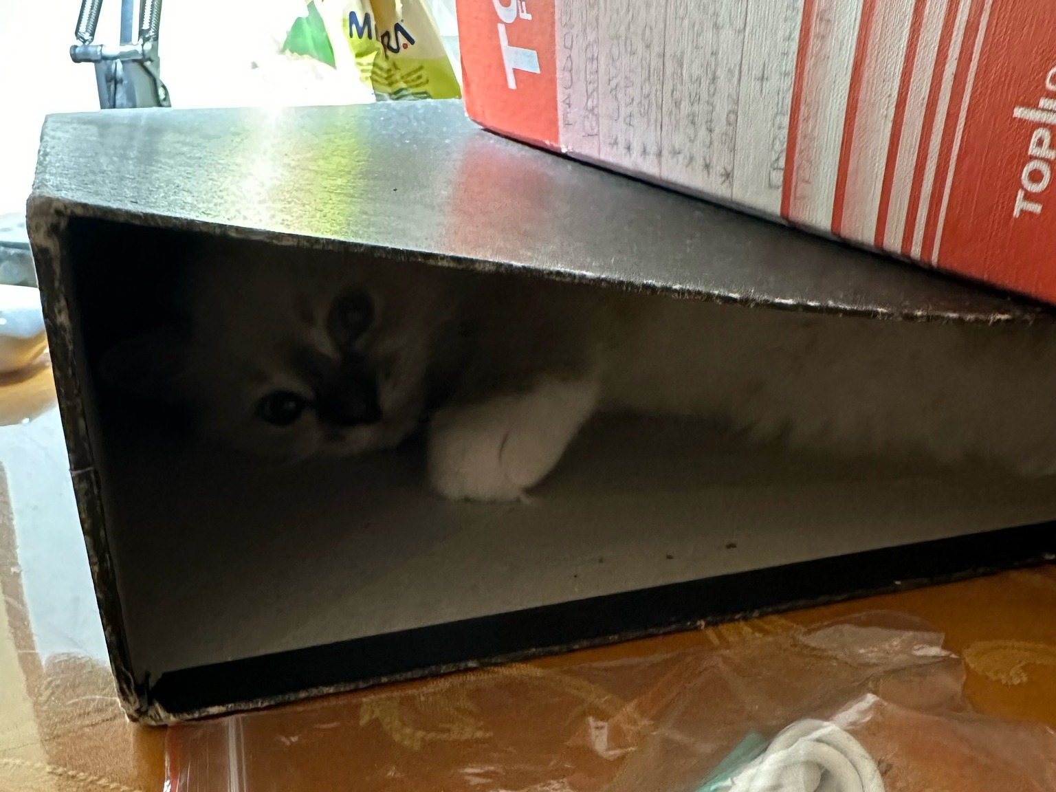 allevamento gatto sacro di birmania Napoli