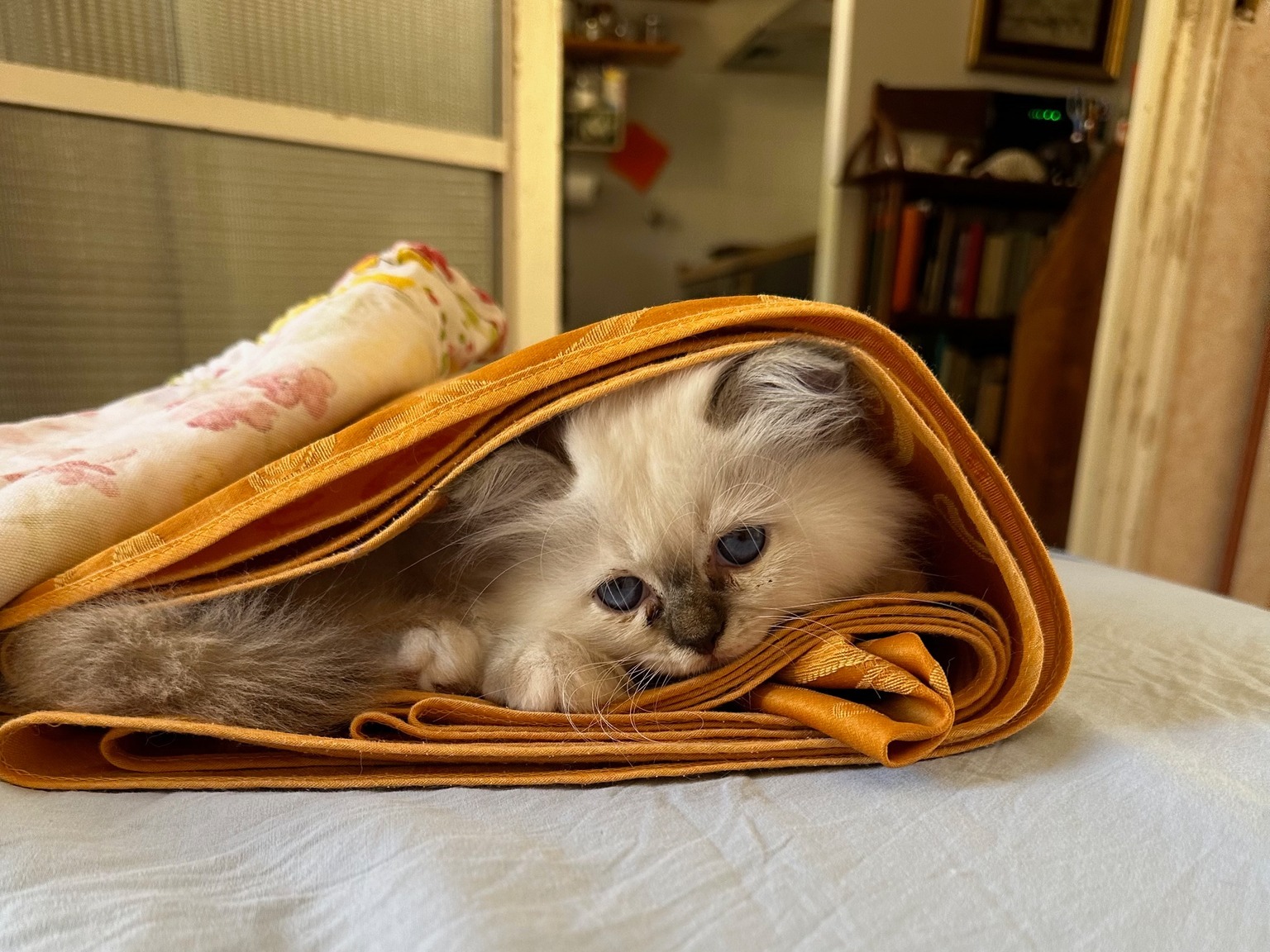 allevamento gatto sacro di birmania Napoli