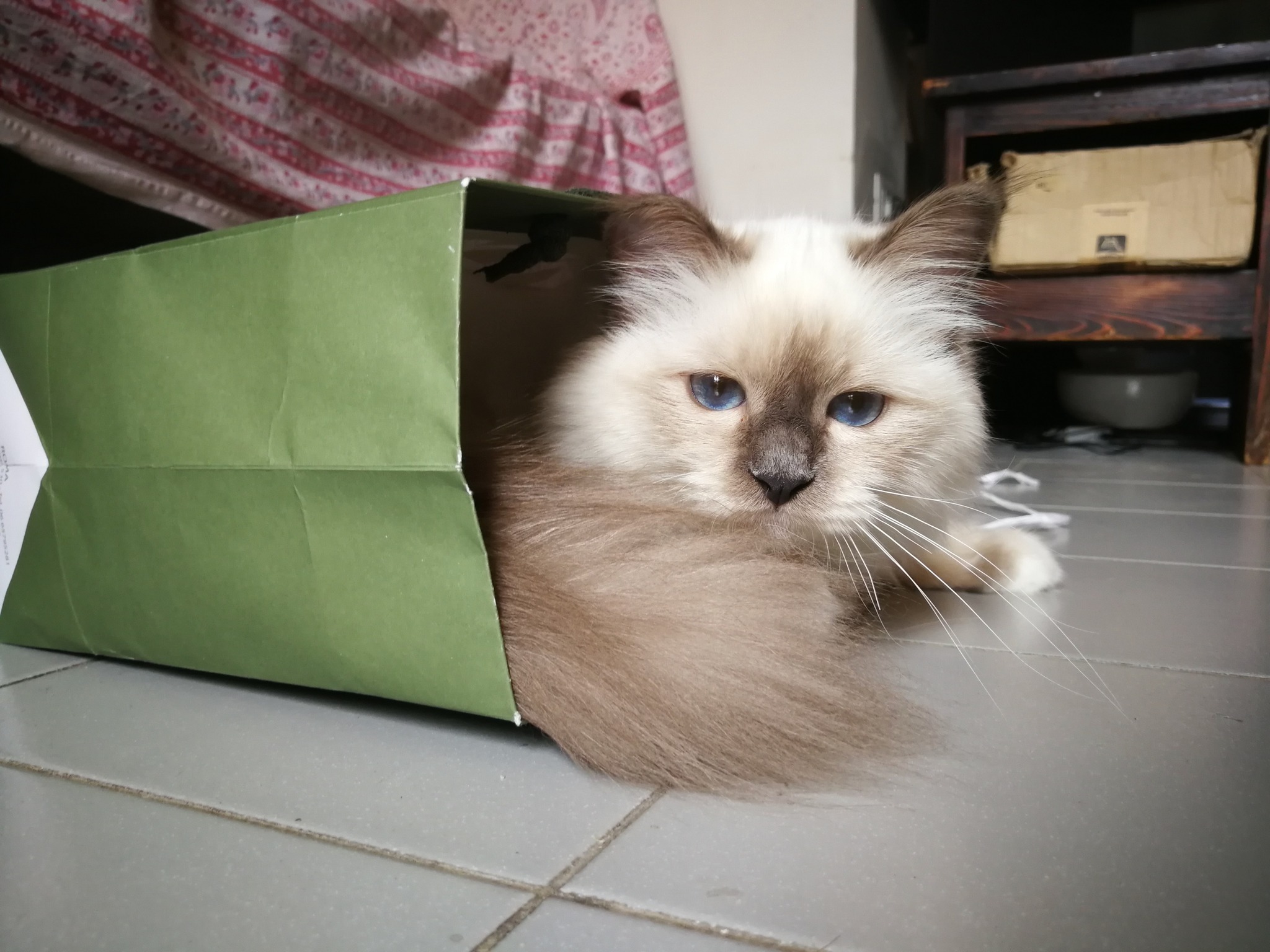allevamento gatto sacro di birmania Napoli