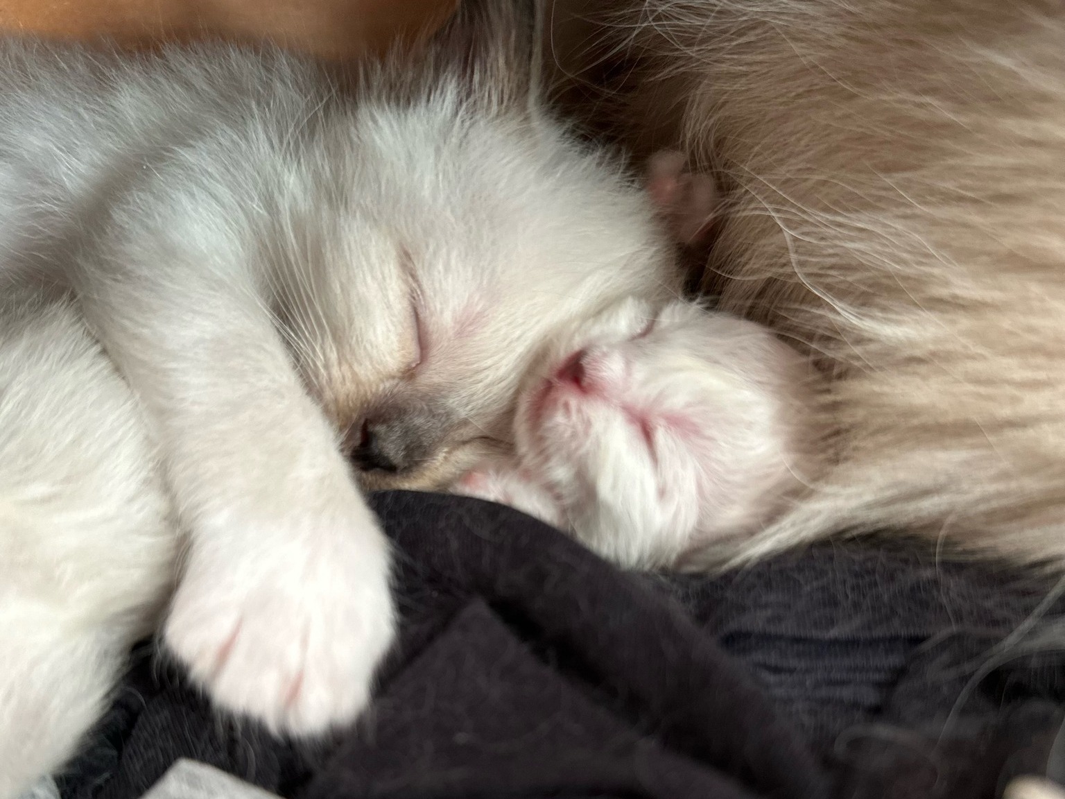 allevamento gatto sacro di birmania Napoli
