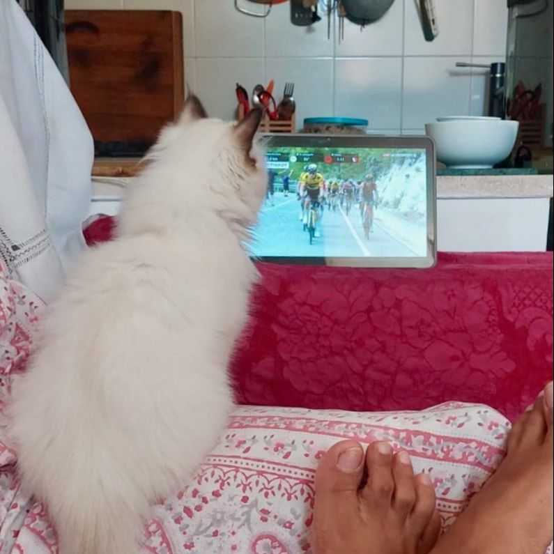 allevamento gatto sacro di birmania Napoli
