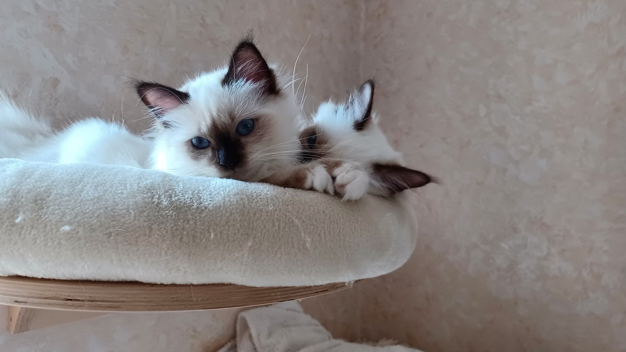 allevamento gatto sacro di birmania Napoli