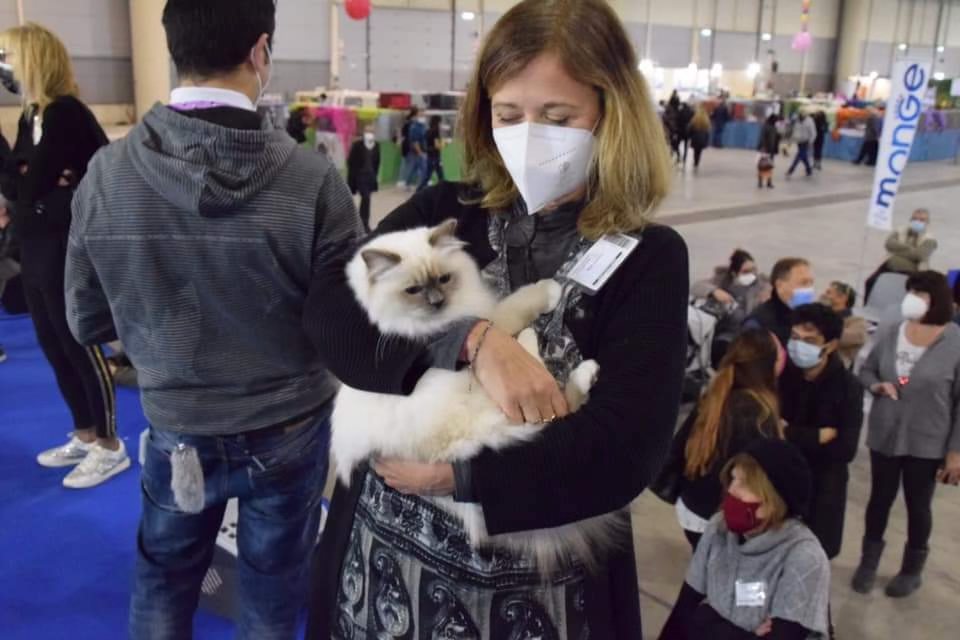 allevamento gatto sacro di birmania Napoli