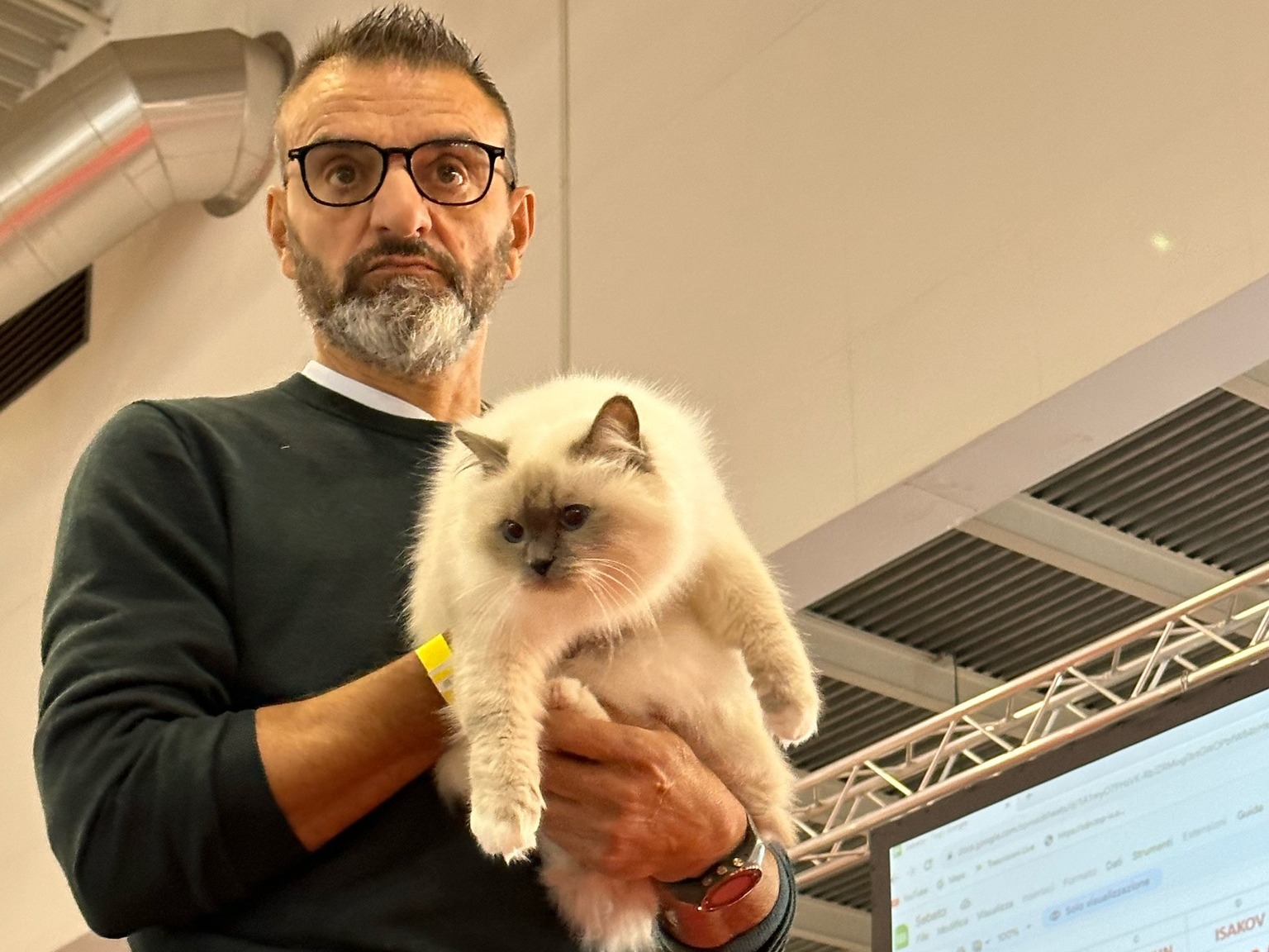 allevamento gatto sacro di birmania Napoli