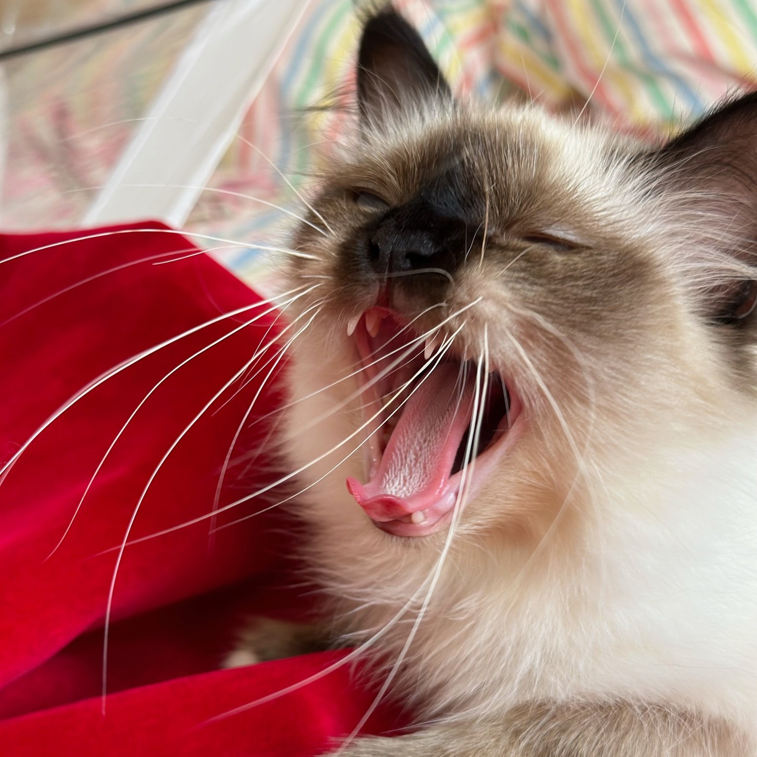 allevamento gatto sacro di birmania Napoli