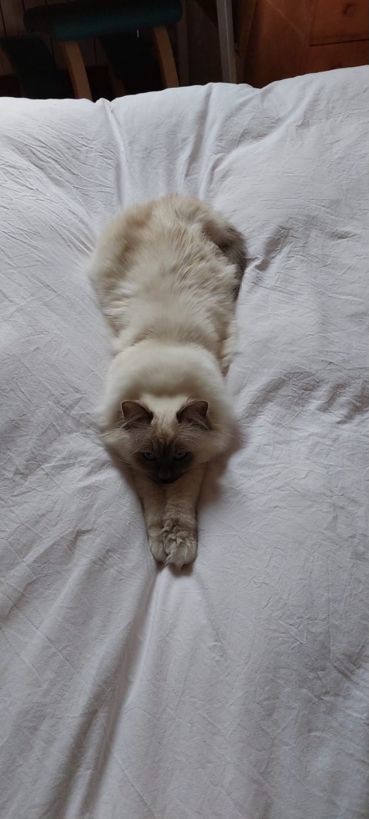 allevamento gatto sacro di birmania Napoli