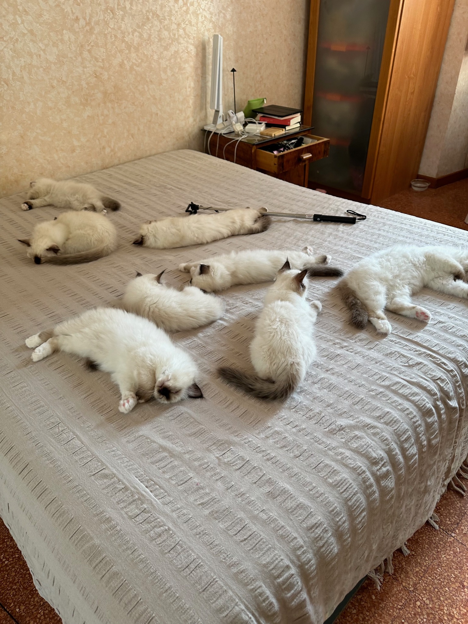 allevamento gatto sacro di birmania Napoli
