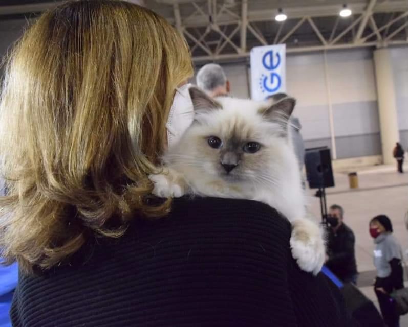 allevamento gatto sacro di birmania Napoli