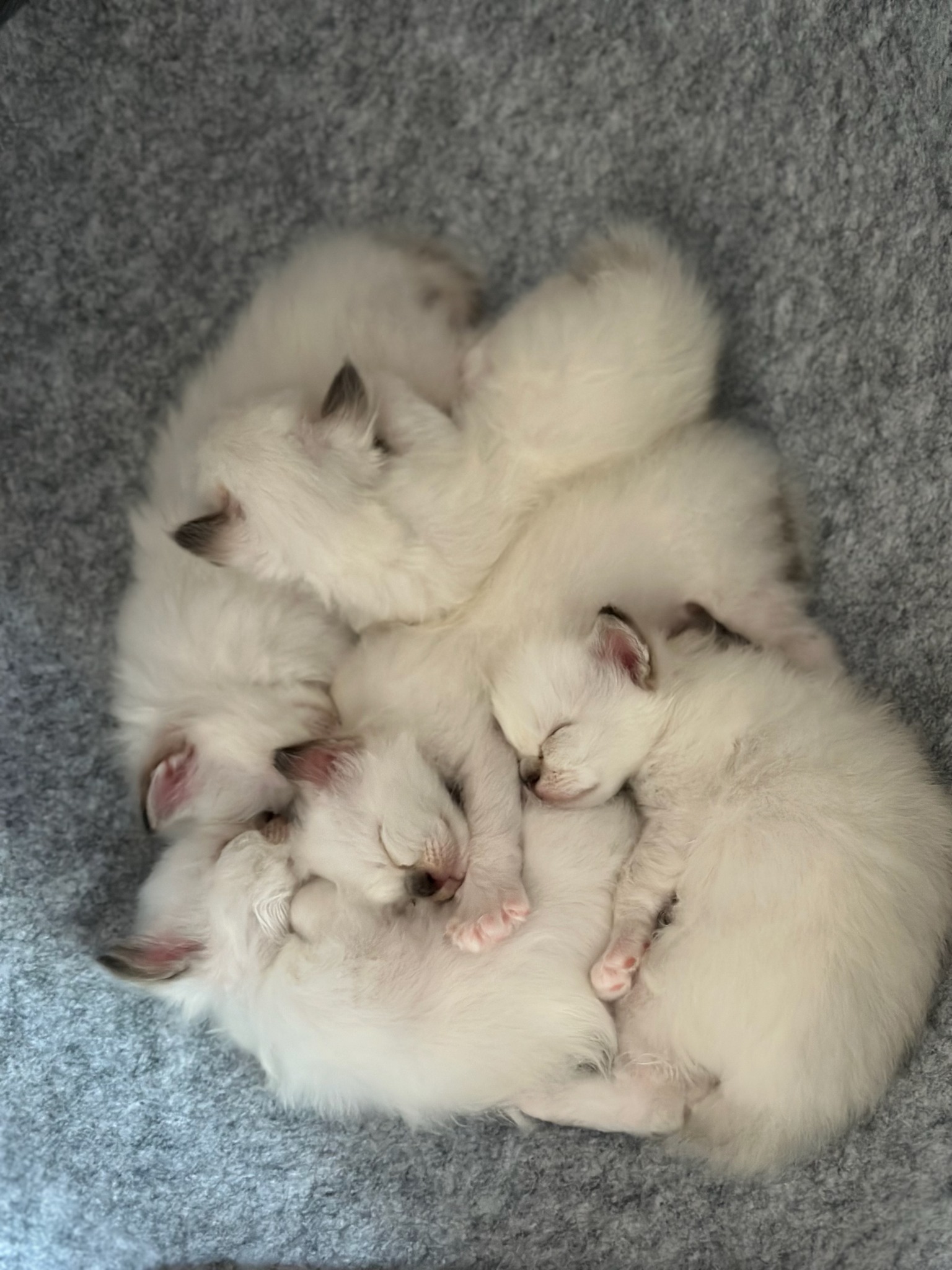 allevamento gatto sacro di birmania Napoli