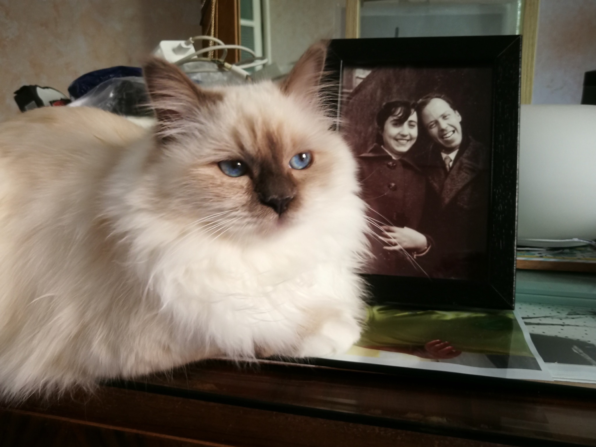 allevamento gatto sacro di birmania Napoli