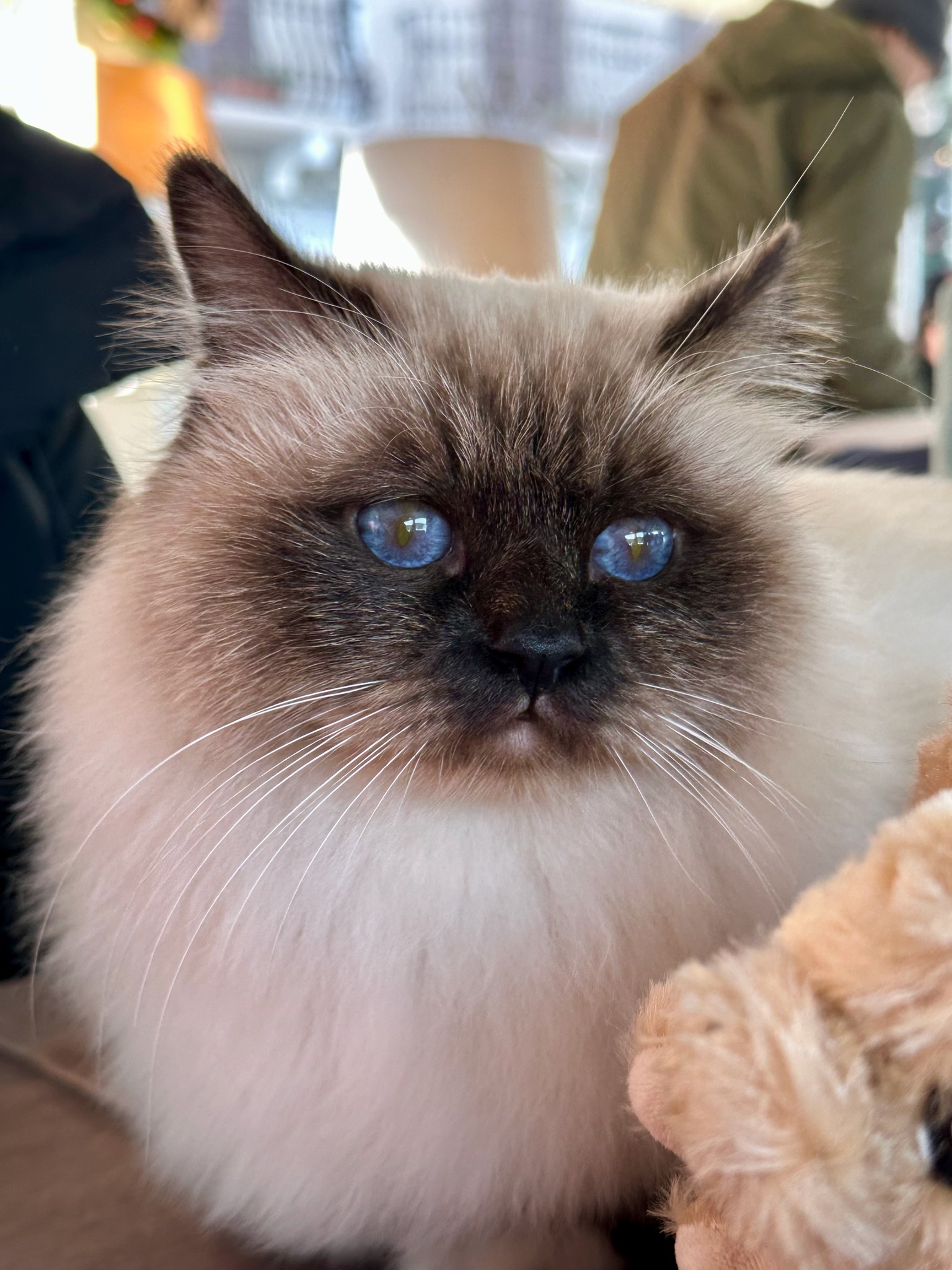 allevamento gatto sacro di birmania Napoli
