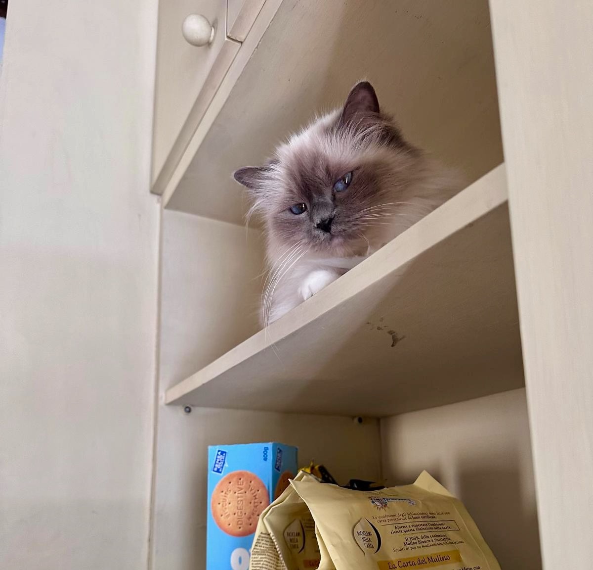 allevamento gatto sacro di birmania Napoli