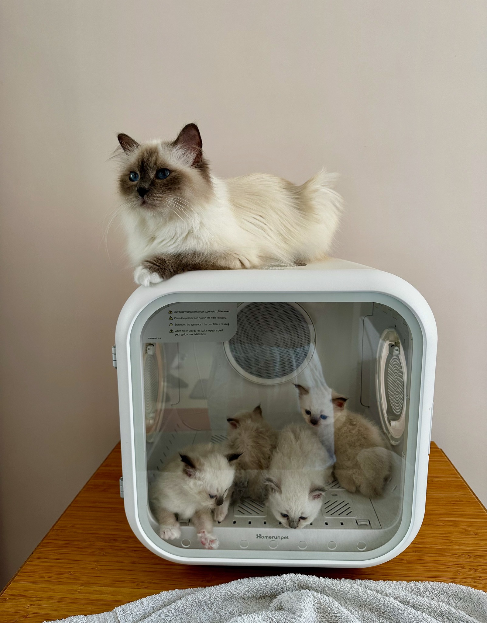 allevamento gatto sacro di birmania Napoli