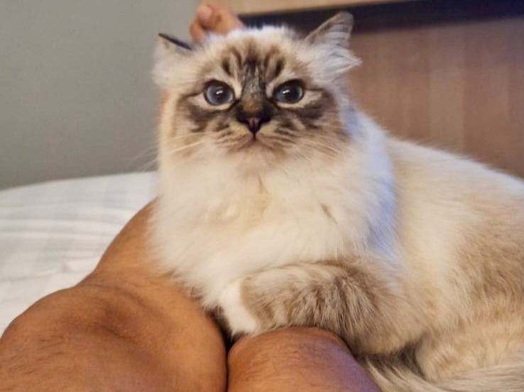 allevamento gatto sacro di birmania Napoli