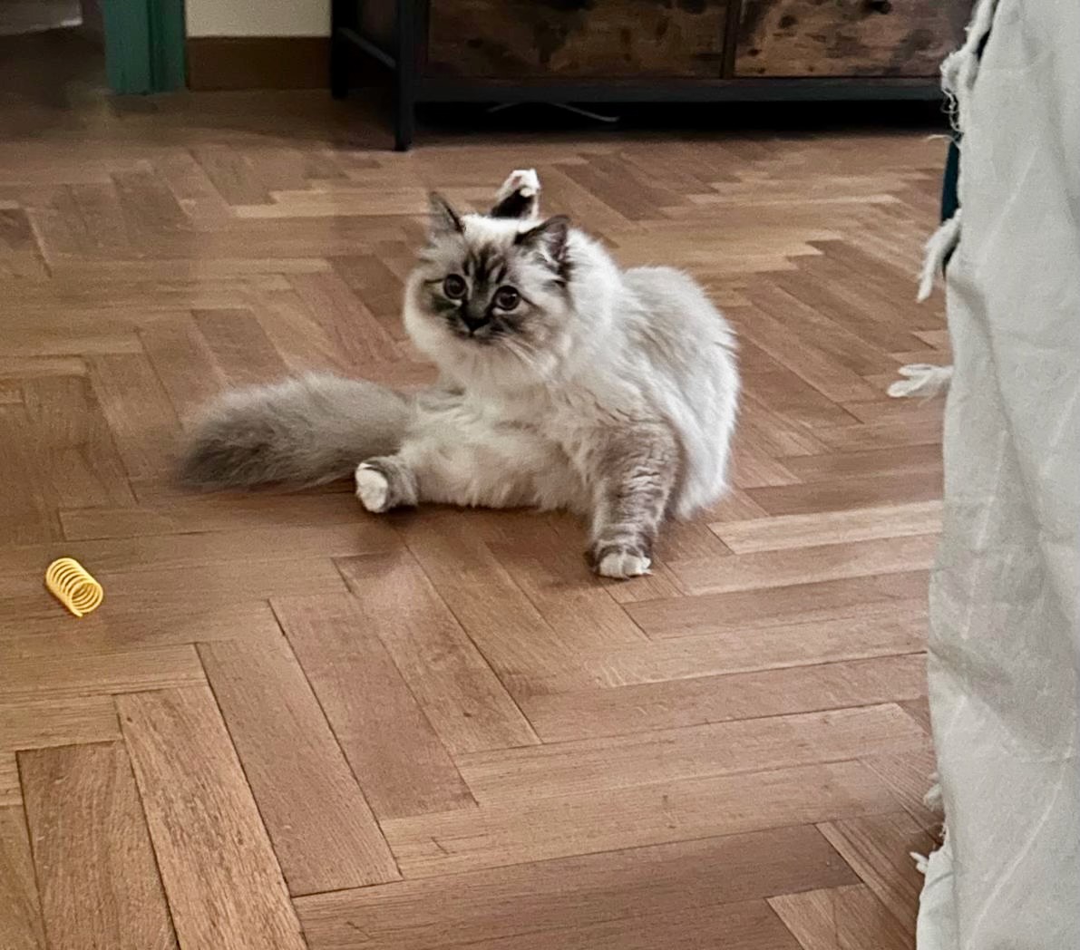 allevamento gatto sacro di birmania Napoli