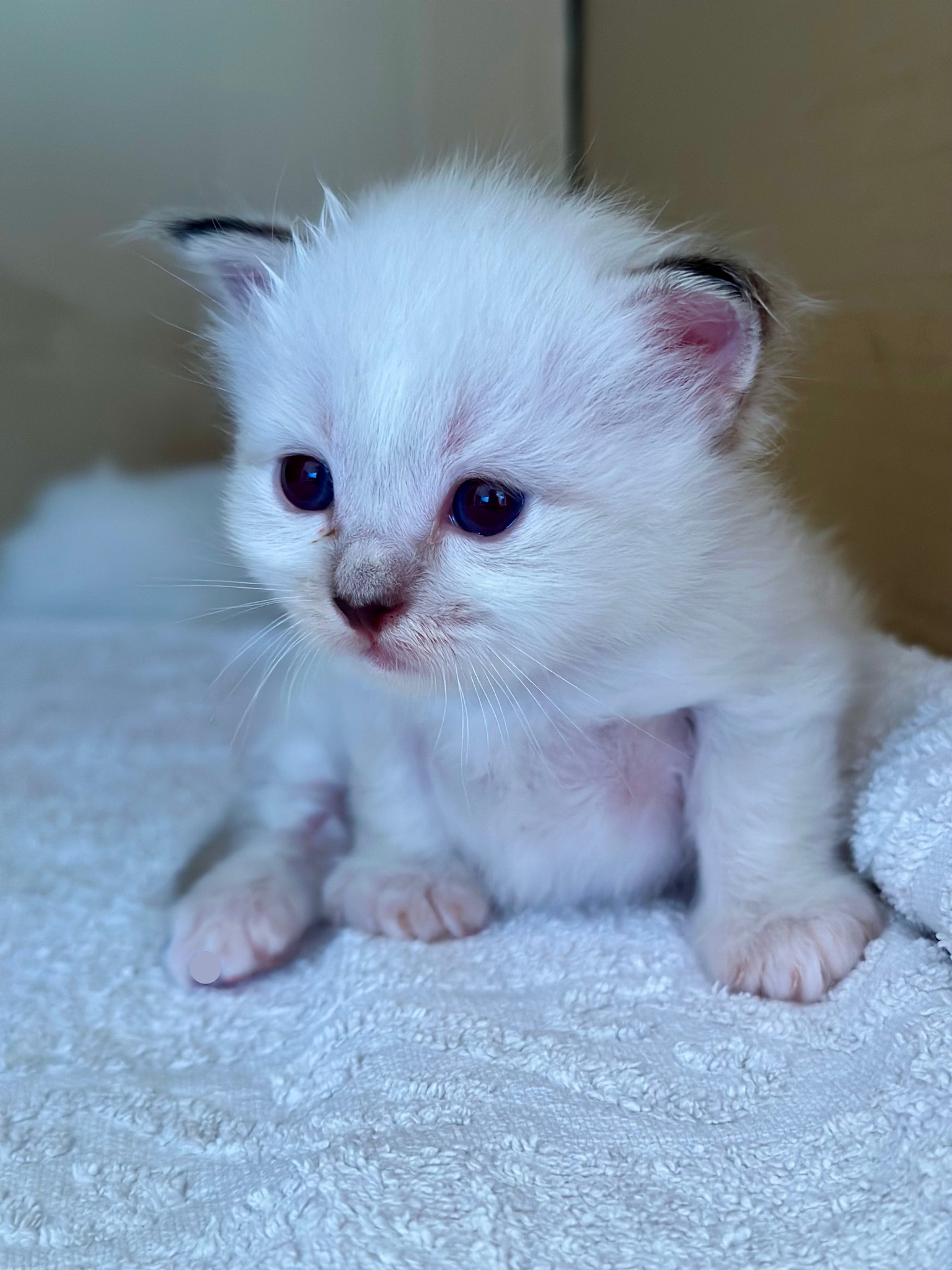 allevamento gatto sacro di birmania Napoli