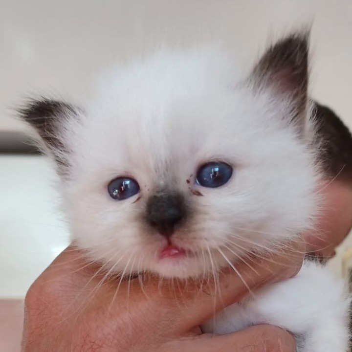 allevamento gatto sacro di birmania Napoli