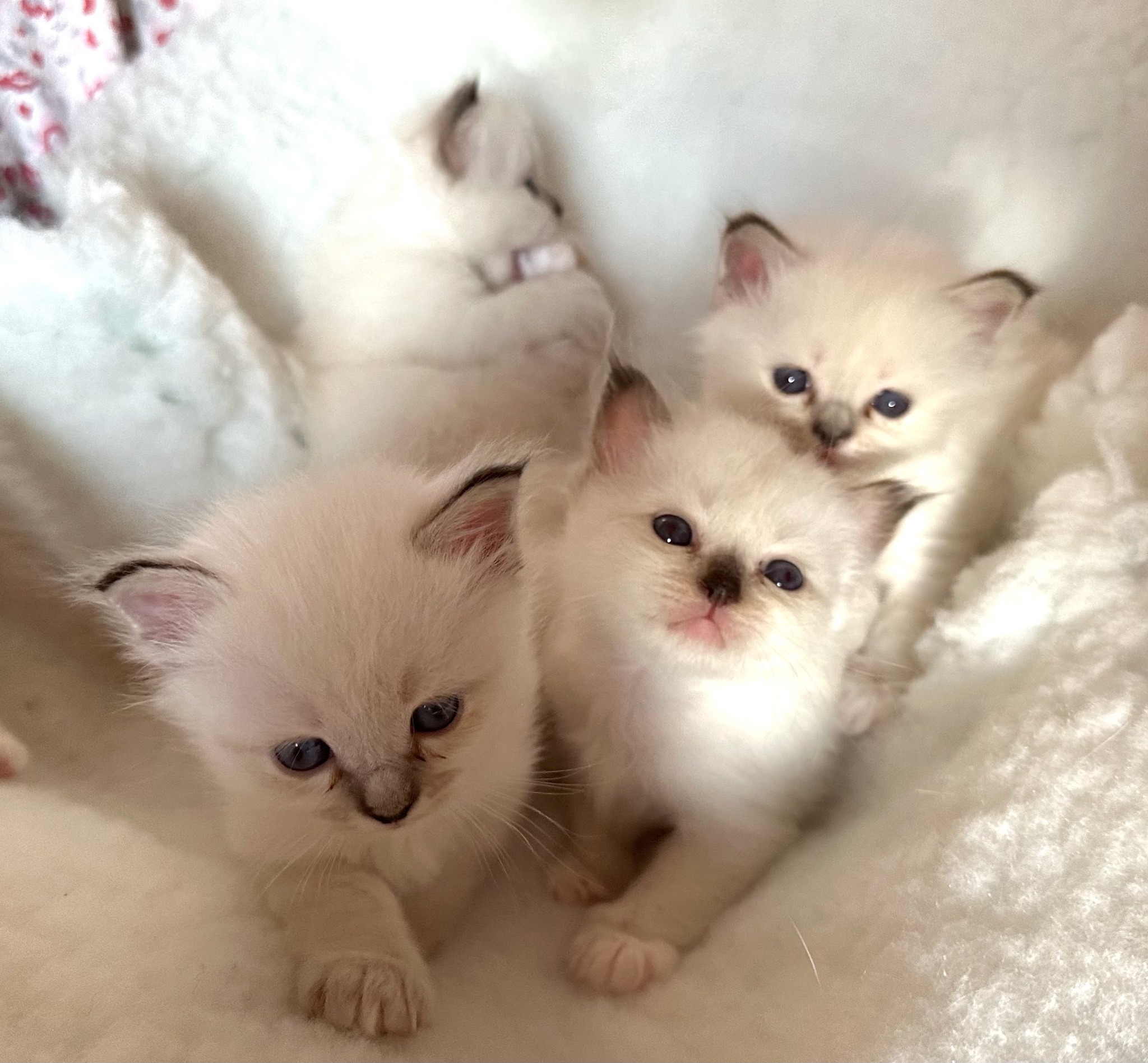 allevamento gatto sacro di birmania Napoli