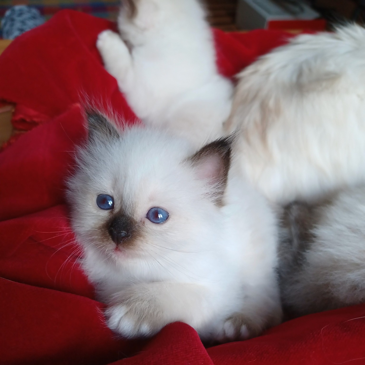 allevamento gatto sacro di birmania Napoli