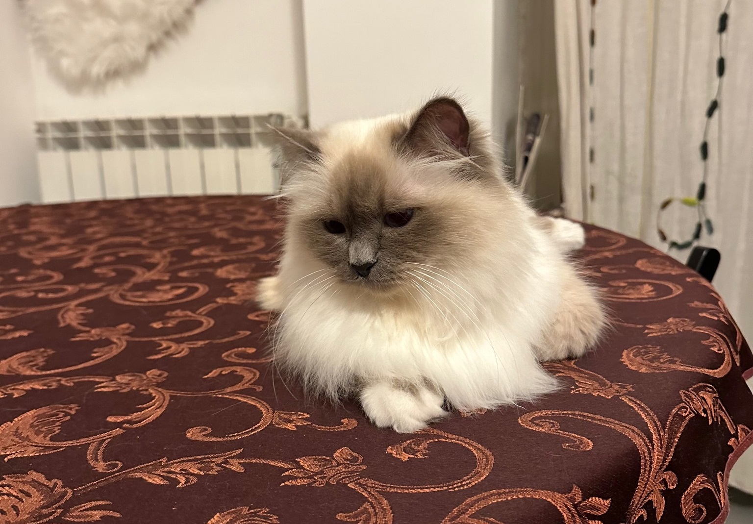 allevamento gatto sacro di birmania Roma
