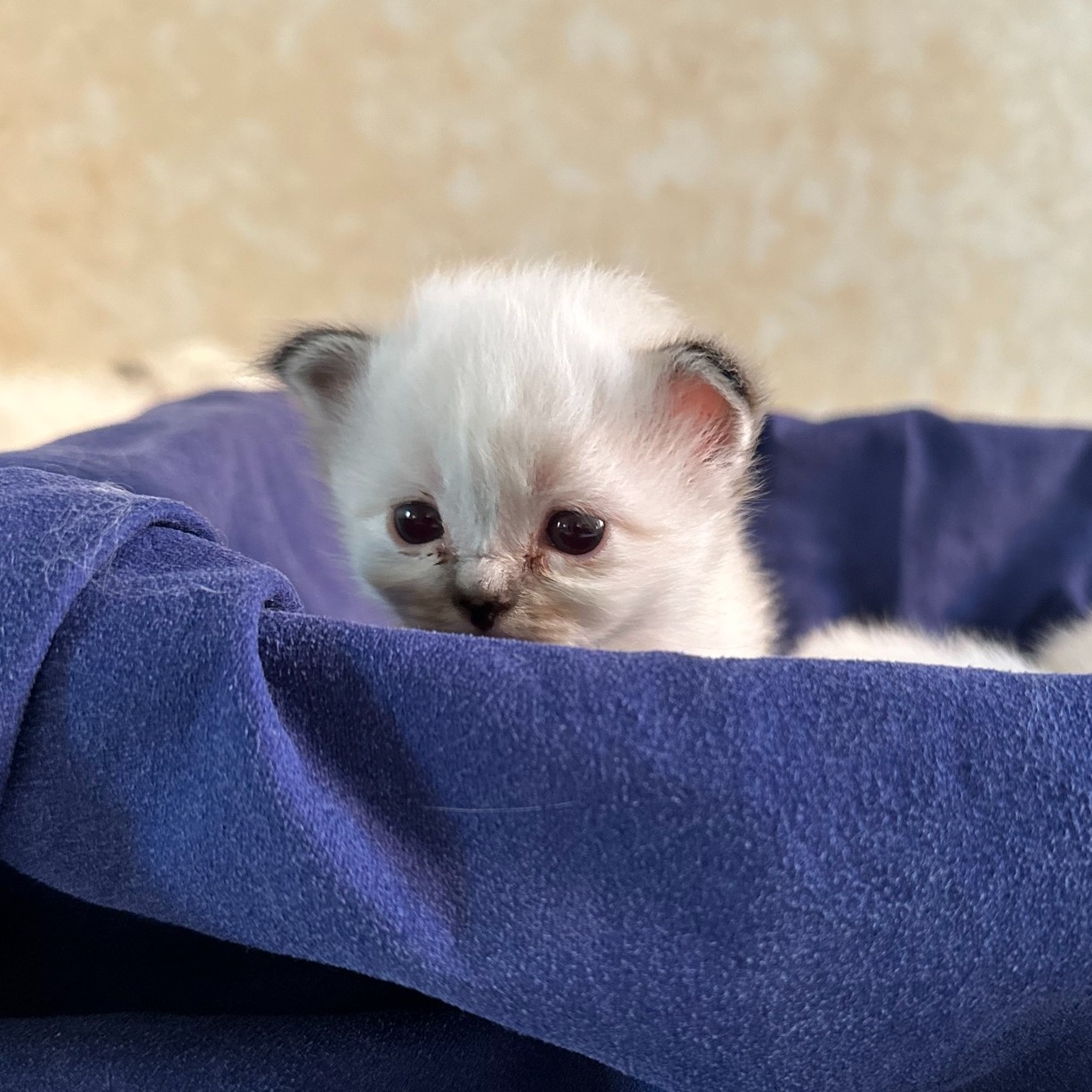 cuccioli gatto sacro di birmania Roma