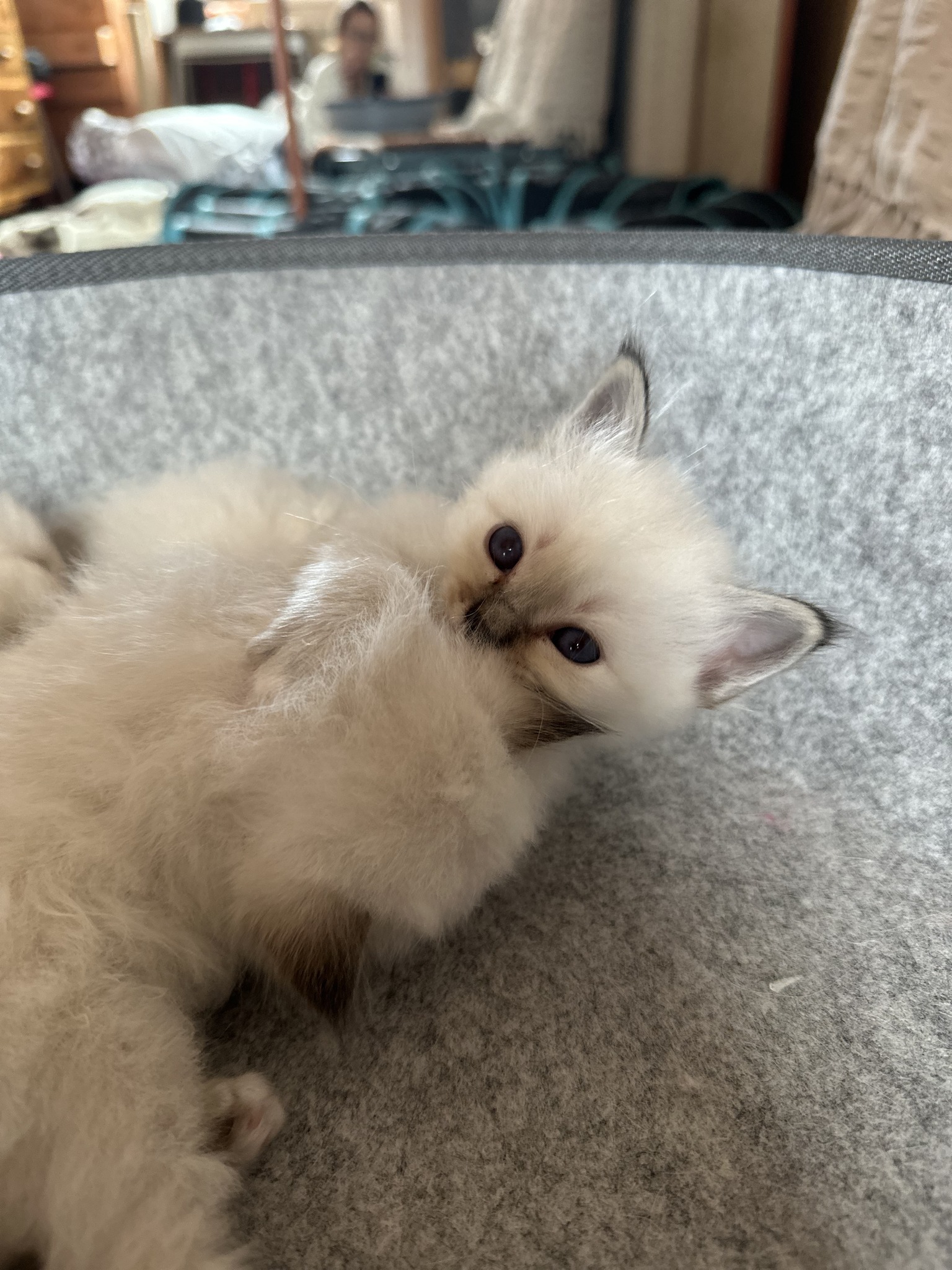 allevamento gatto sacro di birmania Latina