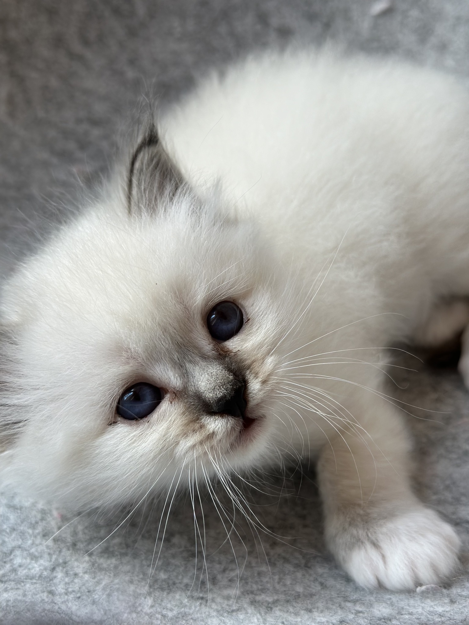 allevamento gatto sacro di birmania Latina