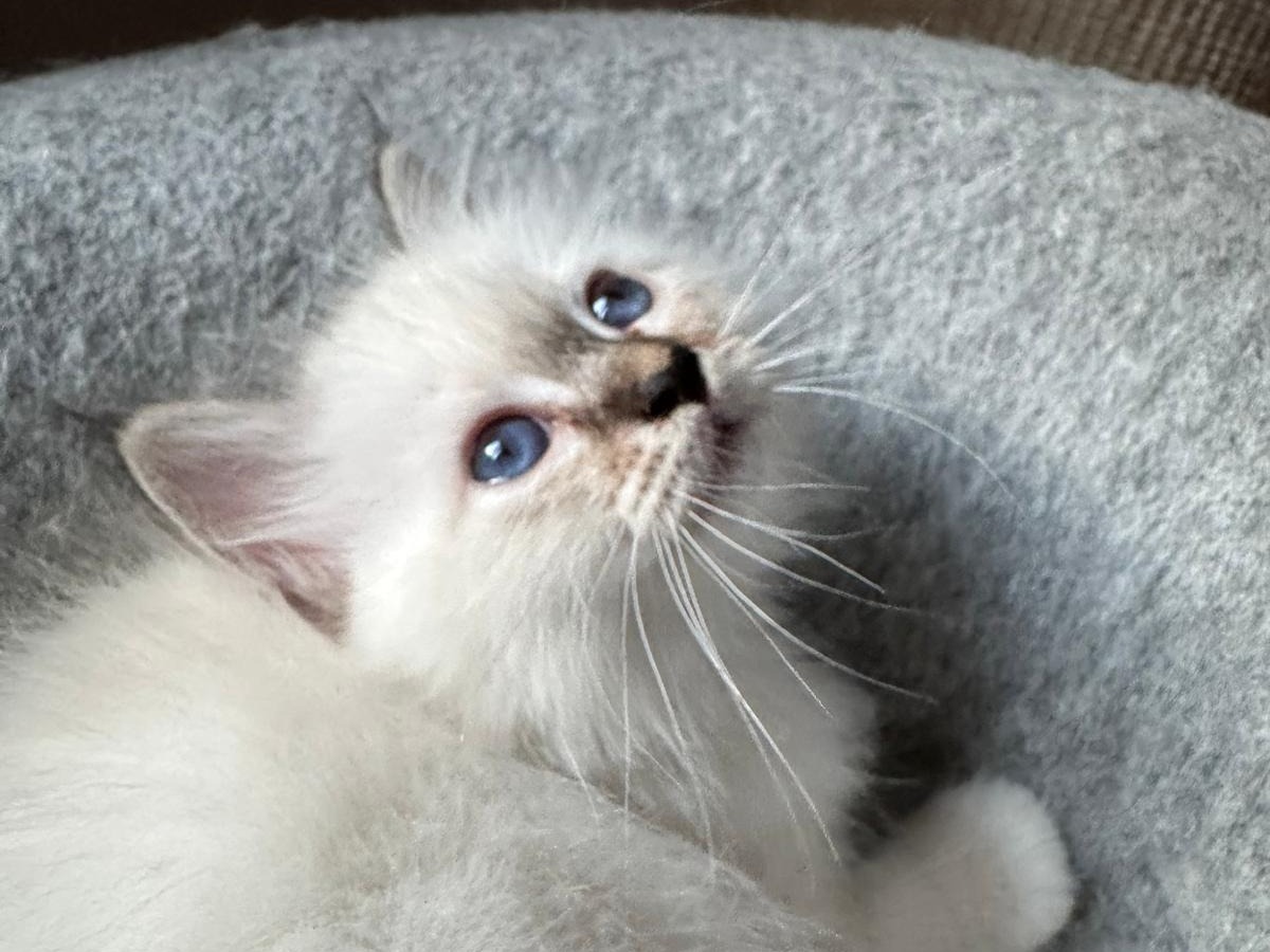cuccioli sacro di birmania